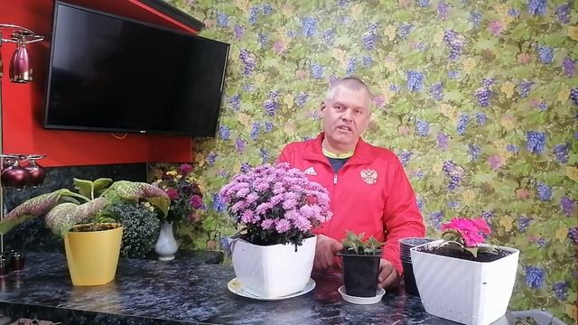 ГОРШЕЧНАЯ ХРИЗАНТЕМА. Вся правда о комнатной горшечной хризантеме.