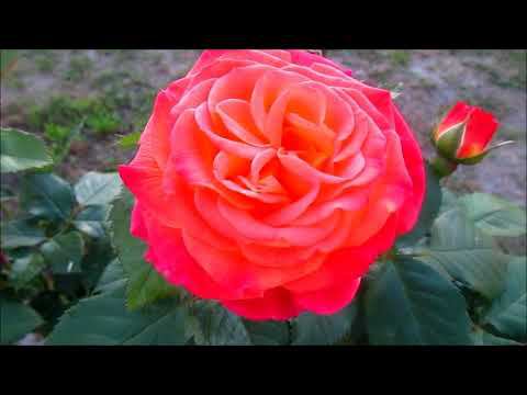 ЦВЕТЕНИЕ РОЗ ПОД МУЗЫКУ/THE BLOOMING OF ROSES TO THE MUSIC смотреть онлайн