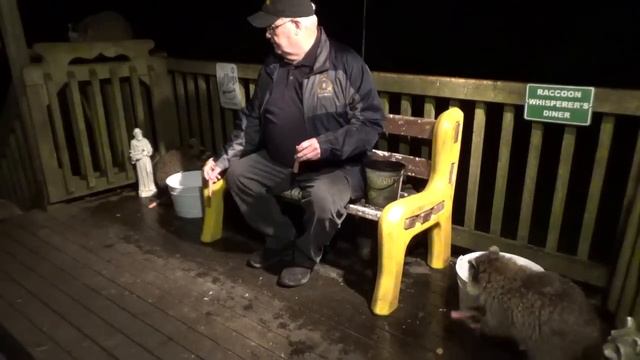 Tuesday Raccoons, a good crowd and hungry смотреть онлайн