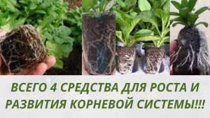 4 средства для увеличения корневой системы пеларгоний петуний . Быстрый рост корней у черенков .