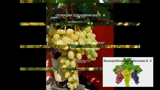 Фото некоторых сортов винограда. Виноградник Щереденкова В. А