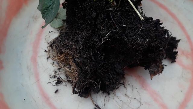 Пересаживаю клубнику из труб на зимовку в грядку смотреть онлайн