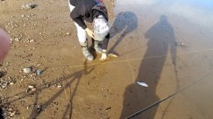 Ловим сазана на фидер. Рыбалка на Амуре