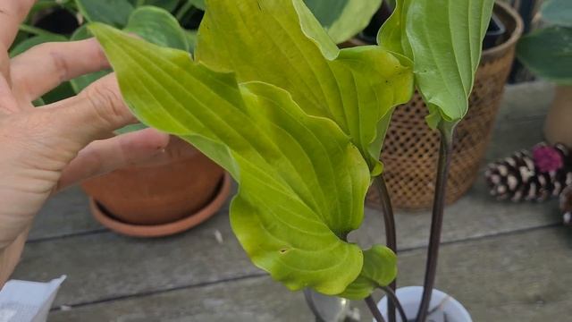 Пришла посылка с хостами - Шок!!! меня напугали - Самая дорогая хоста #Распаковка #хоста #germany смотреть онлайн