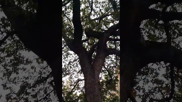 Дуб(Пушистый)ул.Макарова 17 АР Крым г.Севастополь 2020г. смотреть онлайн