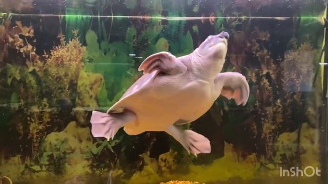 Парк птиц «Воробьи». Весна 2022 смотреть онлайн