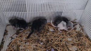 Сколько Шиншиллят рождается у Шиншилл!