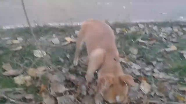 Приручение Злой Собаки смотреть онлайн