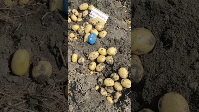 Копаем ранний сорт картофеля Примабелль смотреть онлайн