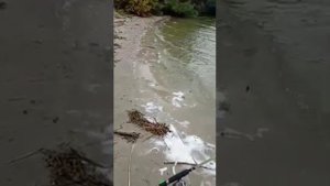 ЛОВЛЯ КРУПНОГО ПЕЛЕНГАСА НА ДОНУ СЕНТЯБРЬ 2021