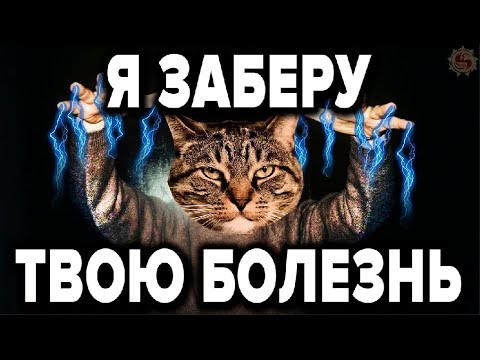 КАК ЖИВОТНЫЕ ЗАБИРАЮТ НАШИ БОЛЕЗНИ И СМЕРТЬ