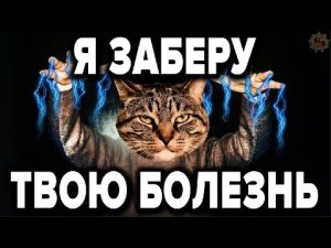 КАК ЖИВОТНЫЕ ЗАБИРАЮТ НАШИ БОЛЕЗНИ И СМЕРТЬ