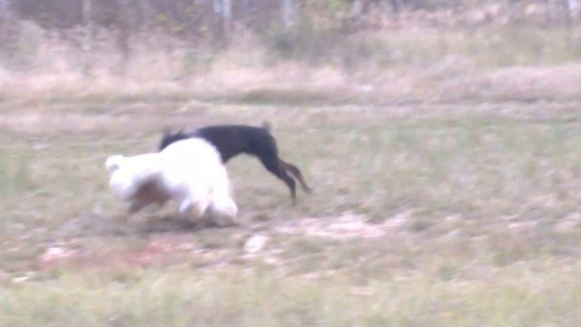 собака дербанит медвежонка смотреть онлайн