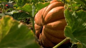 Все секреты раскрыты! Как сохранить вкусную тыкву до нового урожая!?