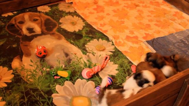 Очаровательные малыши ши тцу смотреть онлайн