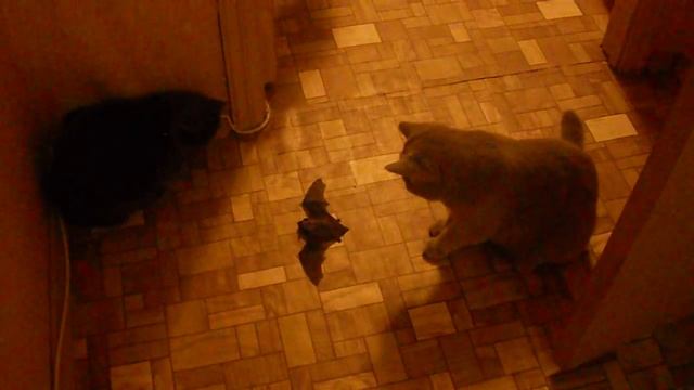 летучая мышь залетела в квартиру в 4 утра.AVI смотреть онлайн