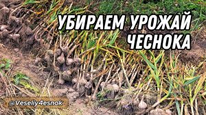 Уборка чеснока 🧄 #уборка #чеснока