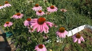 Вайт Свани - о размножении эхинацеи пурпурной  Белая Лебедь.