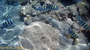 ЭТО ОТЛИЧНЫЙ отель Tropitel Naama Bay 5*,  Шарм Эль Шейх Египет. Пляж. Отели в бухте  Naama Bay.