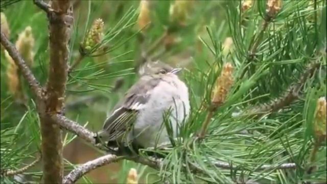 Зяблик и 15 интересных фактов о нём смотреть онлайн