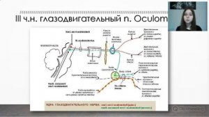 Глазодвигательный нерв (3 пара). Блоковый нерв (4 пара). Отводящий нерв (6 пара)