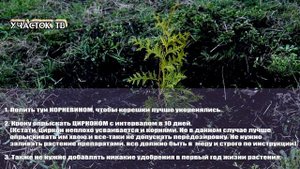 Пожелтели Саженцы Туи ПОСЛЕ ПОСАДКИ ВЕСНОЙ - Как Спасти Пожелтевшие ТУИ