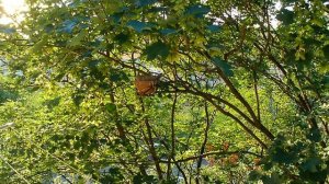 Гнездо для горлици. своими руками.