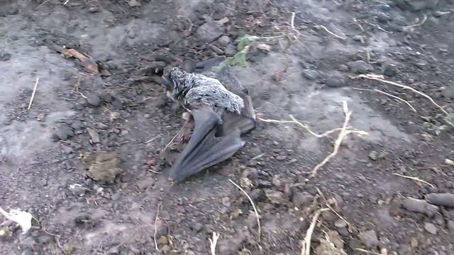 Пастухи поймали летучую мышь 2016 смотреть онлайн