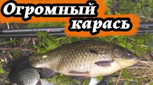 Поймал огромного карася! Весенняя рыбалка на фидер на вечерней зорьке