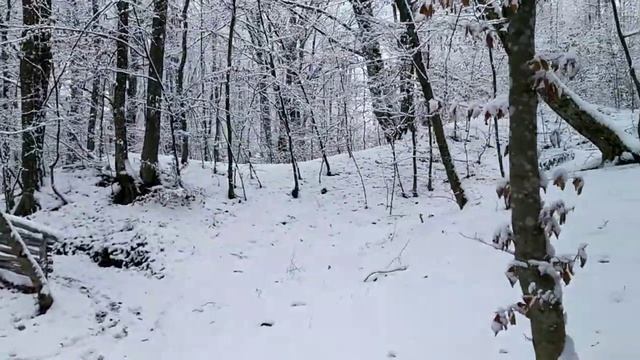 Самая красивая ЗИМНЯЯ СКАЗКА ❄️! Очень красивое видео о зимней природе. Зимний лес // РЕЛАКС