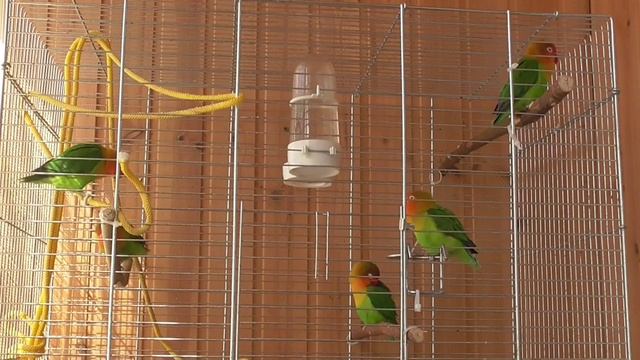 Как подобрать пару для разведения смотреть онлайн