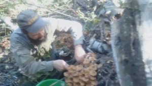 Грибная охота! Сбор грибов - ОПЯТ. Алтайский край, Потеряевка2020