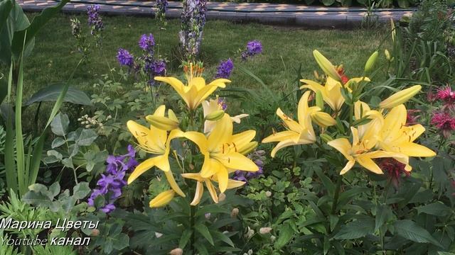 Лилии ЛА - гибриды  особенности ...