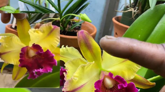 AN ORCHID A DAY EPISODE 282 CATTLEYA TOSHI AOKI 'PIZZAZ' #cattleyabloom смотреть онлайн