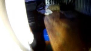 Медведь выламывает двери и стены в избах.