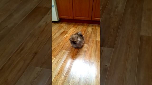 Померанский шпиц , мини щенок медвежьего типа
