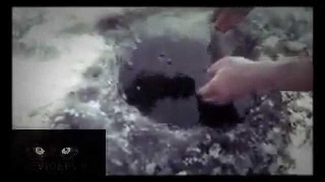 Словили огромную рыбу в прорубе. Вытащили из проруба большую рыбину за хвост смотреть онлайн