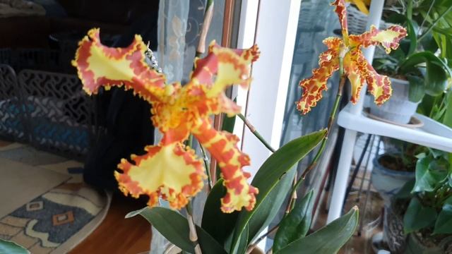 Psychopsis Mariposa 