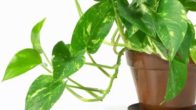 Можно ли поливать цветы минеральной водой и зачем?