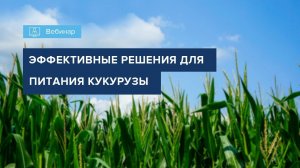 ВЕБИНАР "ОСОБЕННОСТИ МИНЕРАЛЬНОГО ПИТАНИЯ КУКУРУЗЫ"