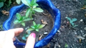 Барвинок| красивые цветы в доме и на улице|