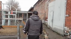 как научить собаку идти  ДОМОЙ с удовольствием