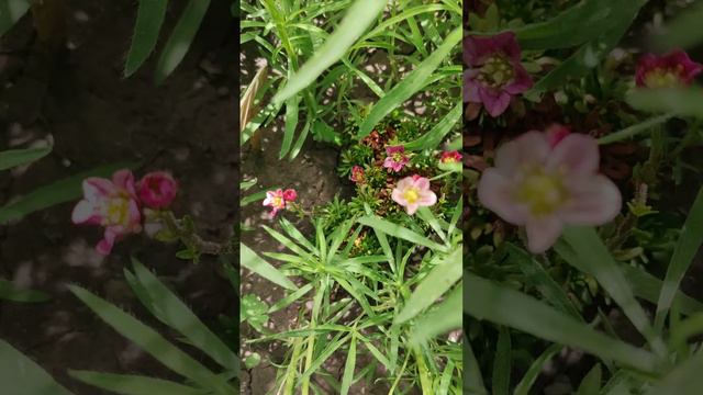 наша дача смотреть онлайн