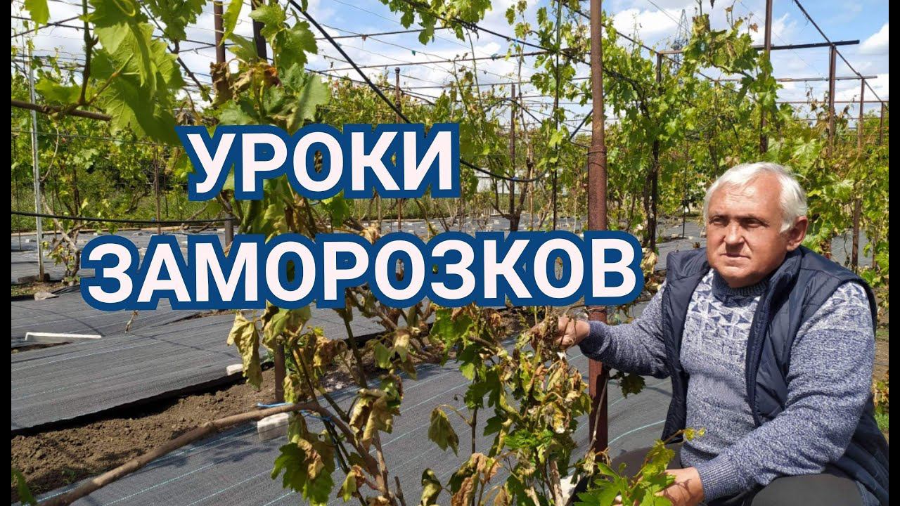 Как помочь винограднику после заморозков