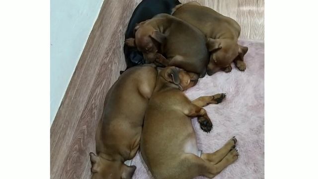 В продаже есть щенки цвергпинчера от Уники? смотреть онлайн