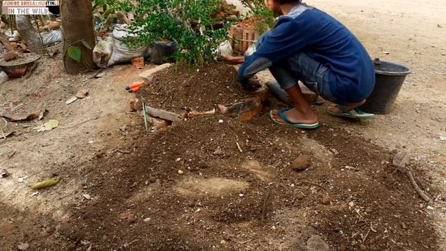 Grounding Bonsai Carmona Retusa (Hokiantea lokal) Asli pacitan - Bonsai trees смотреть онлайн