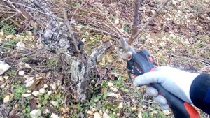Обрезка винограда Шардоне во Франции. La taille de la vigne, cépage Chardonnay