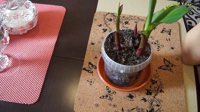 КАННА-ТРОСТНИК ТРОПИЧЕСКОЕ РАСТЕНИЕ У НАС В САДУ,СЕКРЕТЫ ОТ ЕЛЕНЫ, смотреть онлайн