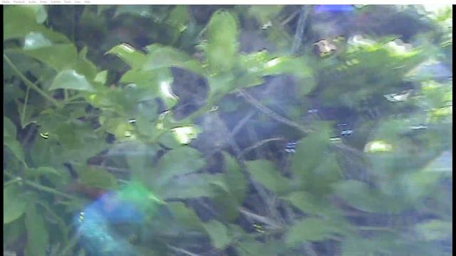 What kind of vine? Fruit? Flower? One and the same. смотреть онлайн