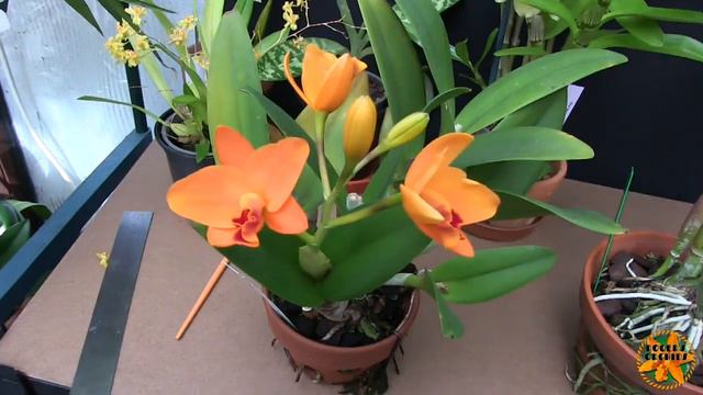 Spot the Den jenkinsii Spikes and Some Blooms (1 for Ynse) смотреть онлайн